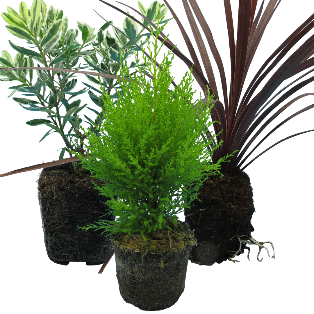 Set of 3 or 6 Container Middles Plants - Cupressus Wilma, Cordyline Red Star & Hebe Varigata - Frankton's