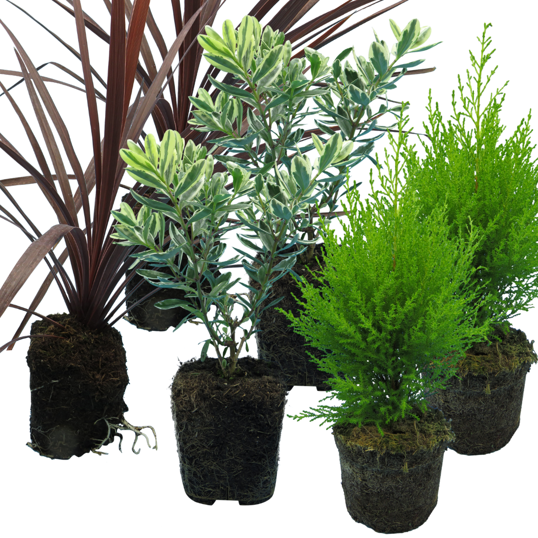 Set of 3 or 6 Container Middles Plants - Cupressus Wilma, Cordyline Red Star & Hebe Varigata - Frankton's