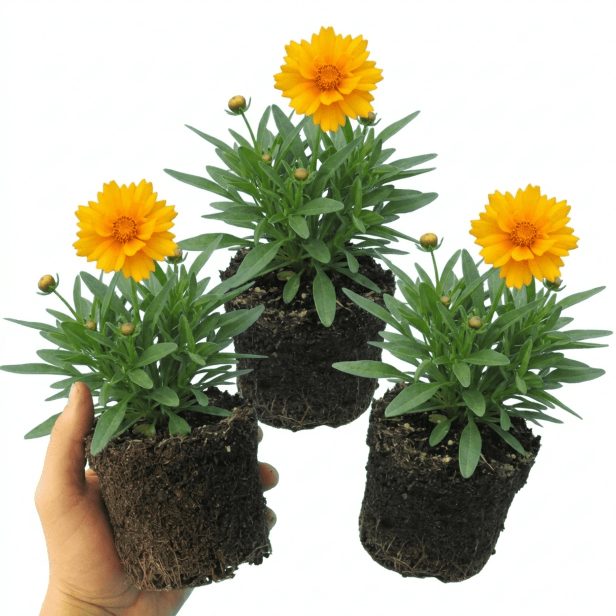 Set of 3 or 6 Coreopsis Early Sunrise Hardy Perennial Plants, Yellow Summer Flowers, Pollinator Friendly, 1 Litre Root Ball - Frankton's