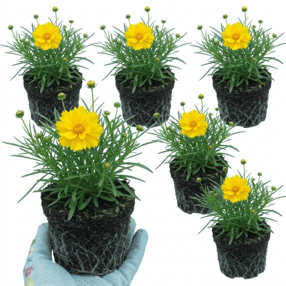 Set of 3 or 6 Coreopsis Early Sunrise Hardy Perennial Plants, Yellow Summer Flowers, Pollinator Friendly, 1 Litre Root Ball - Frankton's