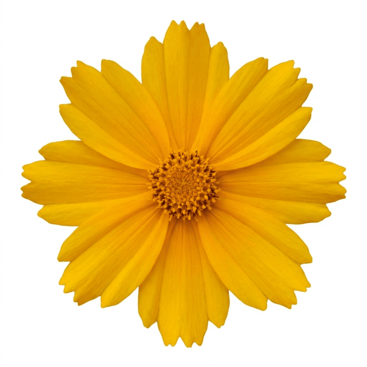 Set of 3 or 6 Coreopsis Presto Hardy Perennial Plants, Golden Yellow Summer Flowering, Outdoor Garden Ready, 1 Litre Root Ball - Frankton's