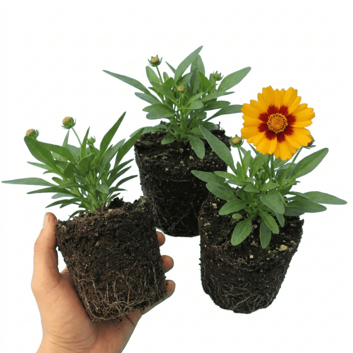 Set of 3 or 6 Coreopsis Presto Hardy Perennial Plants, Golden Yellow Summer Flowering, Outdoor Garden Ready, 1 Litre Root Ball - Frankton's