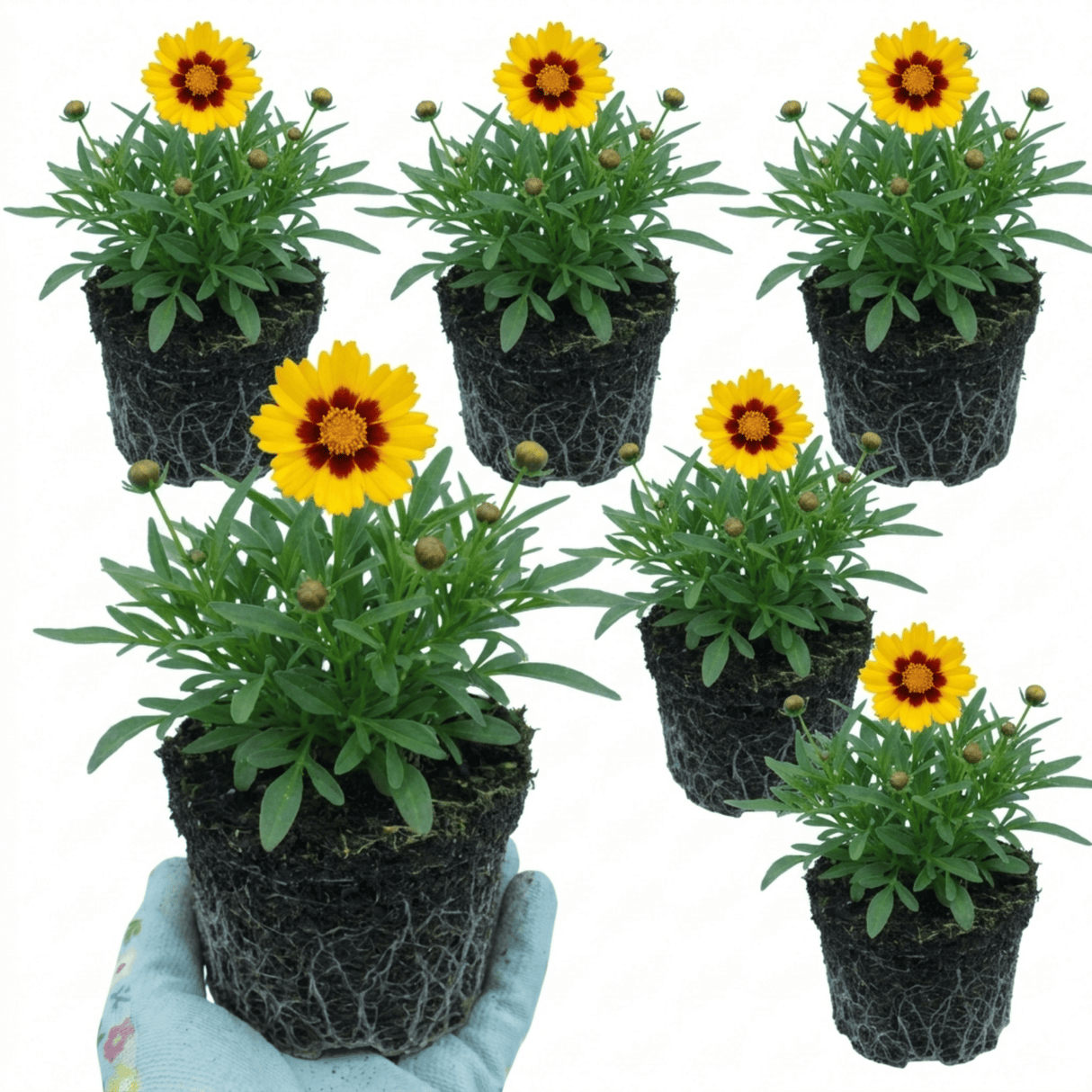 Set of 3 or 6 Coreopsis Sunfire Hardy Perennial Plants, Garden Ready, Bee Friendly, Summer Flowering, 1 Litre Root Ball - Frankton's