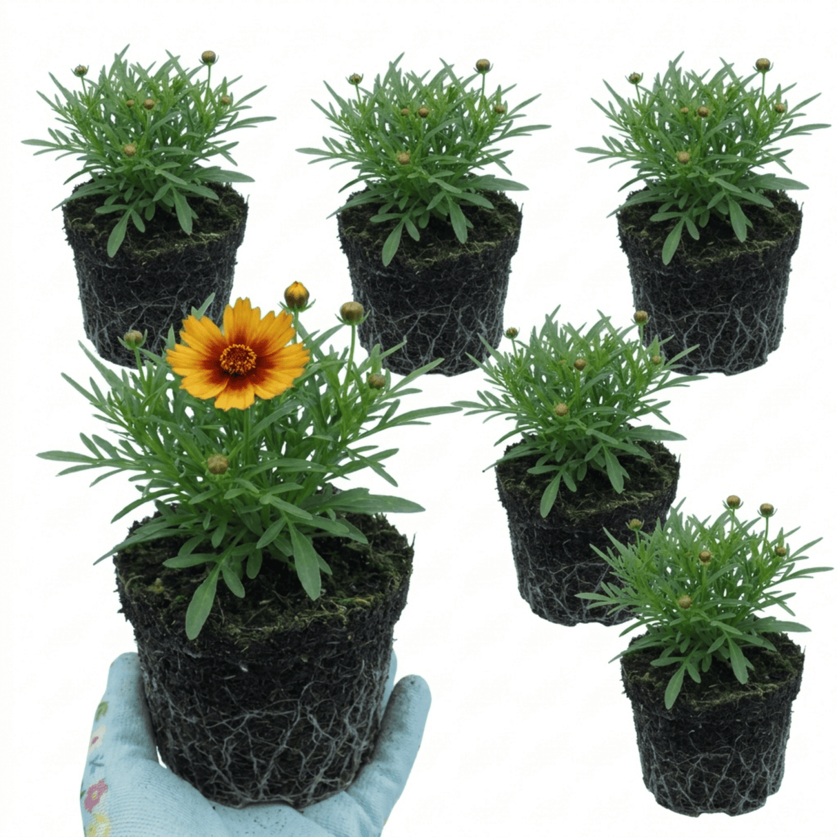 Set of 3 or 6 Coreopsis Uptick Gold Bronze Hardy Perennial Plants, Bee Friendly Summer Flowering, 1 Litre Root Ball - Frankton's