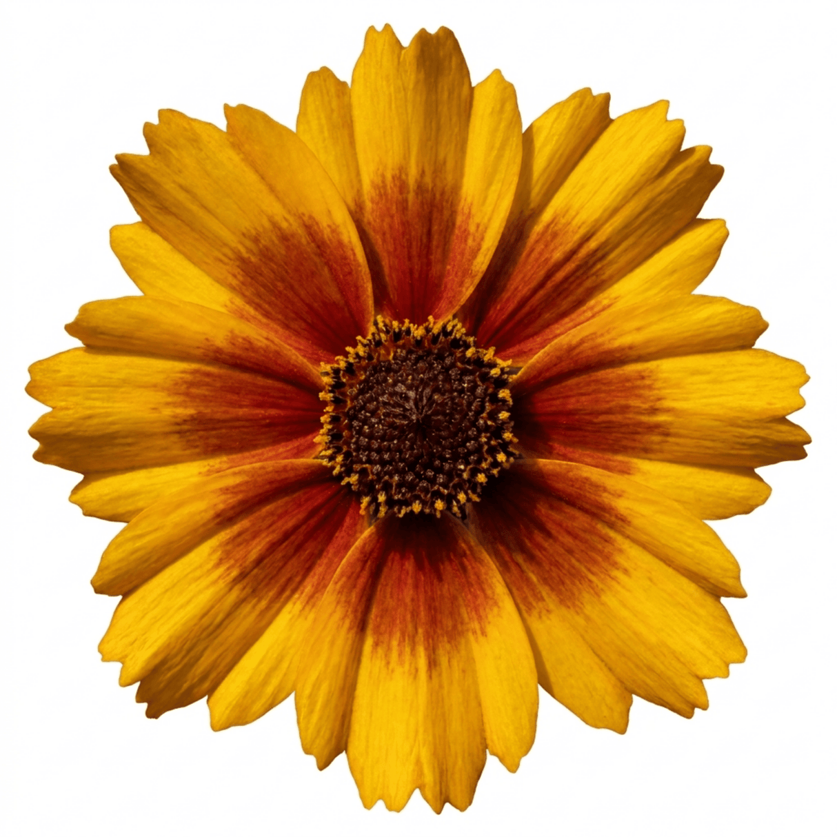 Set of 3 or 6 Coreopsis Uptick Gold Bronze Hardy Perennial Plants, Bee Friendly Summer Flowering, 1 Litre Root Ball - Frankton's