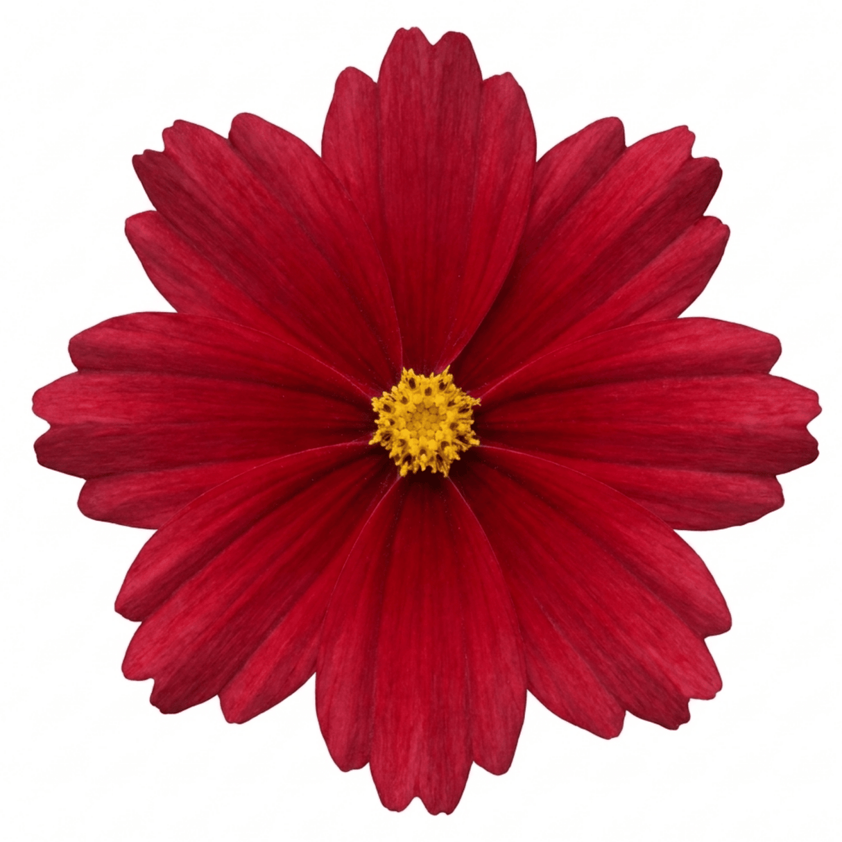 Set of 3 or 6 Coreopsis Uptick Red Hardy Perennial Plants, Bee Friendly Summer Flowering Tickseed, 1 Litre Root Ball - Frankton's