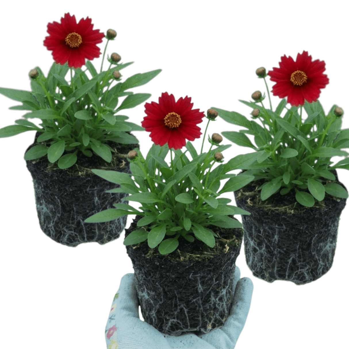 Set of 3 or 6 Coreopsis Uptick Red Hardy Perennial Plants, Bee Friendly Summer Flowering Tickseed, 1 Litre Root Ball - Frankton's