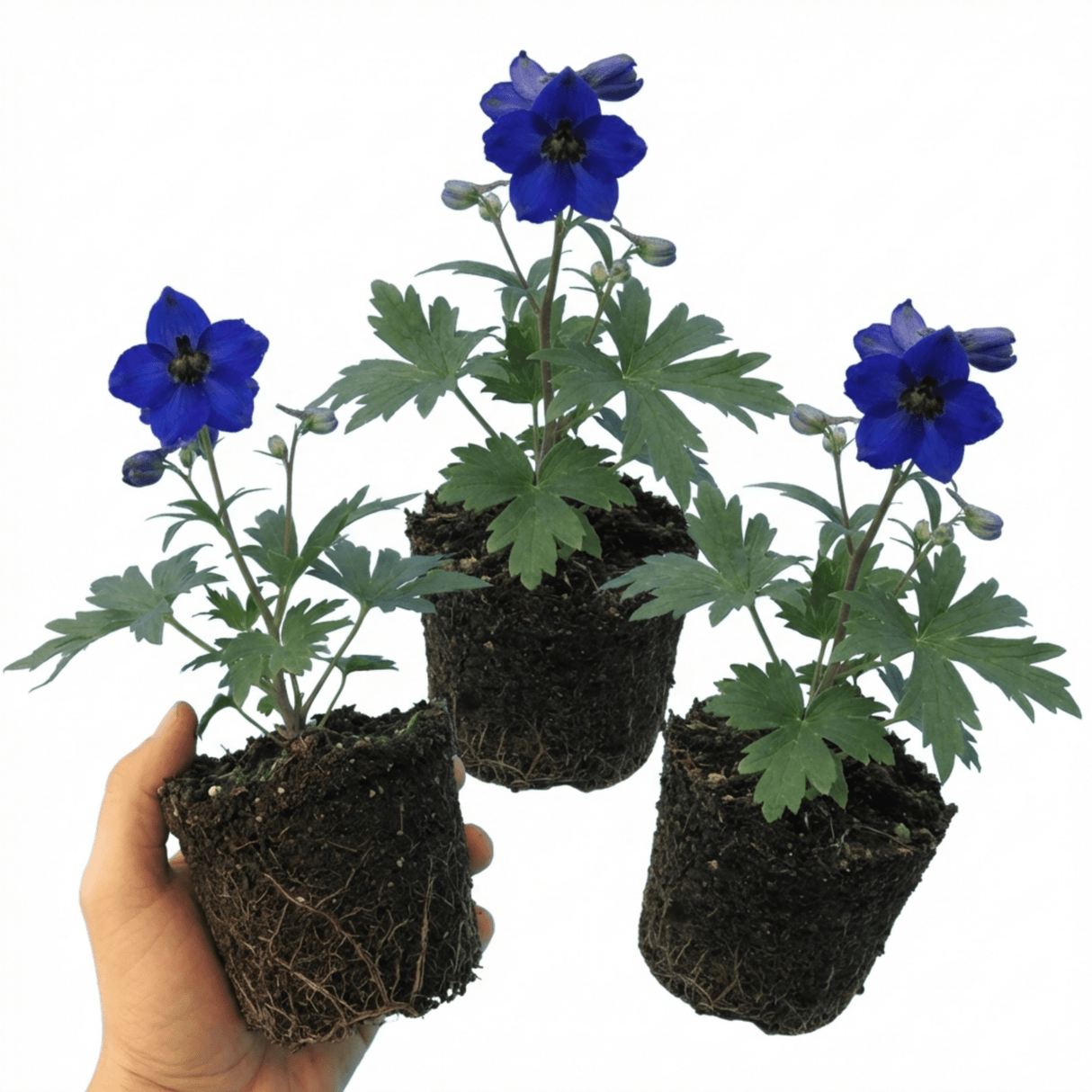 Set of 3 or 6 Delphinium Dark Blue Black Bee Tall Hardy Perennial Plants, Summer Flowering Border Plants, Outdoor Garden Ready, 1 Litre Root-Ball - Frankton's