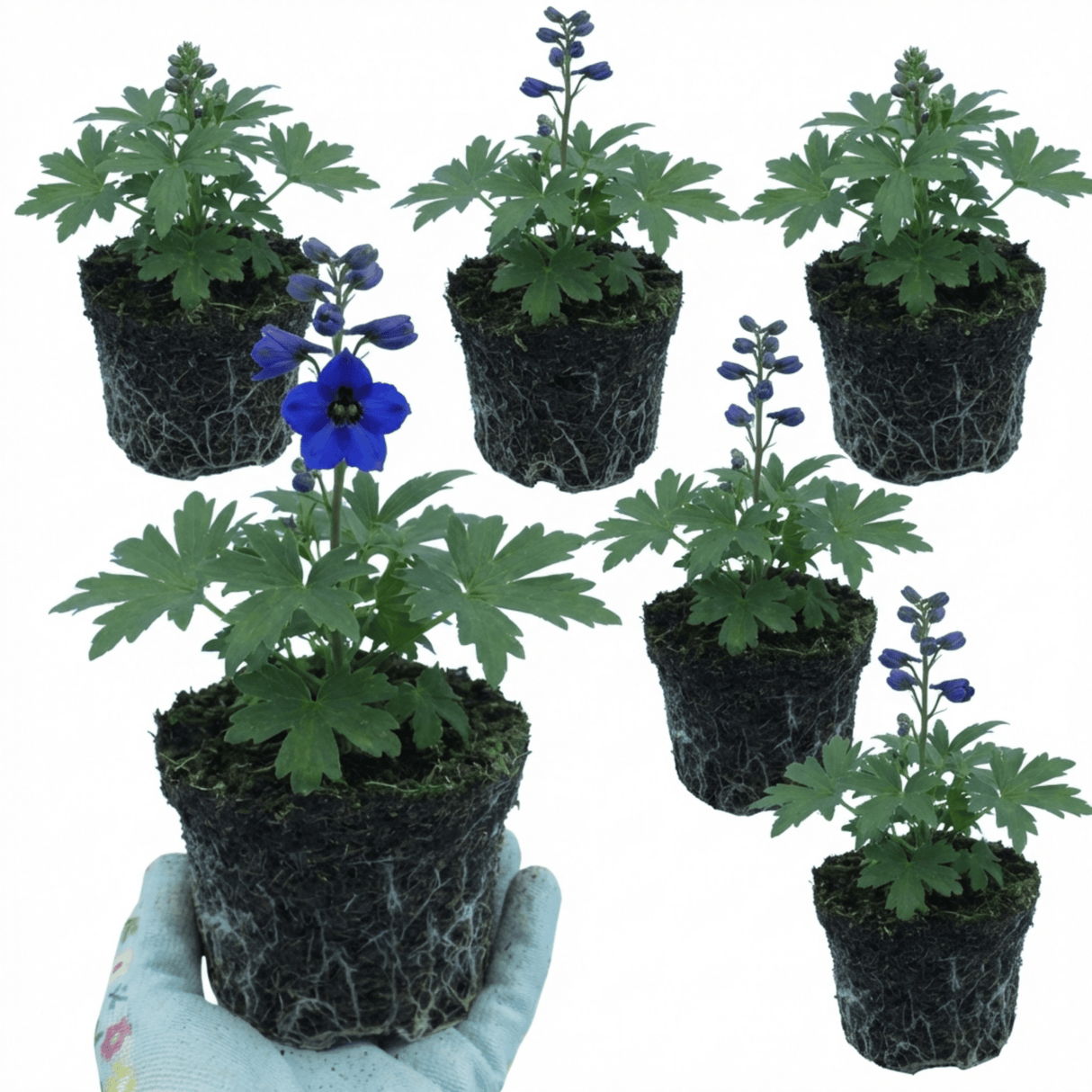 Set of 3 or 6 Delphinium Dark Blue Black Bee Tall Hardy Perennial Plants, Summer Flowering Border Plants, Outdoor Garden Ready, 1 Litre Root-Ball - Frankton's