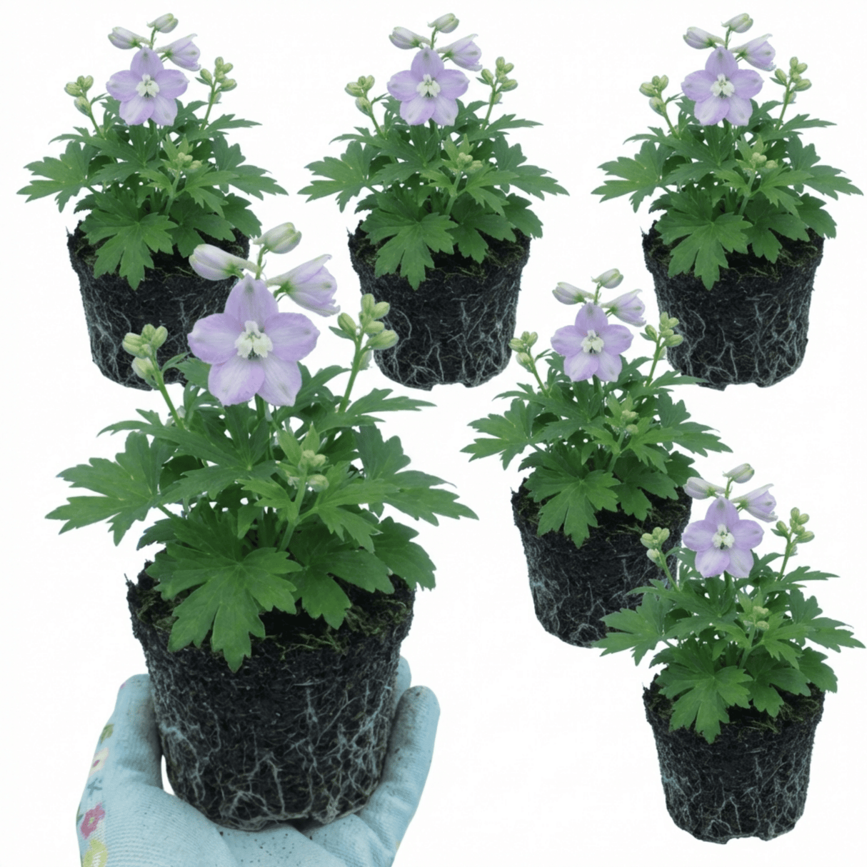 Set of 3 or 6 Delphinium Lilac Rose White Bee Hardy Perennial Plants, Summer Flowering Cottage Garden Plants, Outdoor Garden Ready, 1 Litre / 11cm Root-Ball - Frankton's