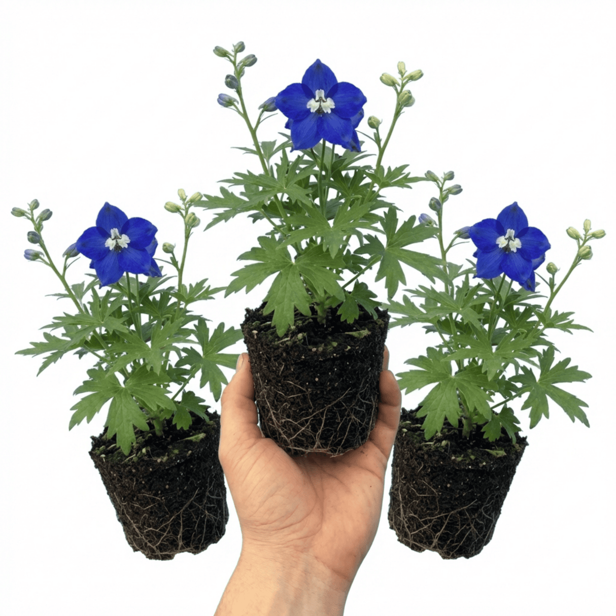 Set of 3 or 6 Delphinium Pacific Giants Blue Bird Hardy Perennial Plants, Tall Cottage Garden Flowers, Outdoor Garden Ready, 1 Litre Root-Ball - Frankton's