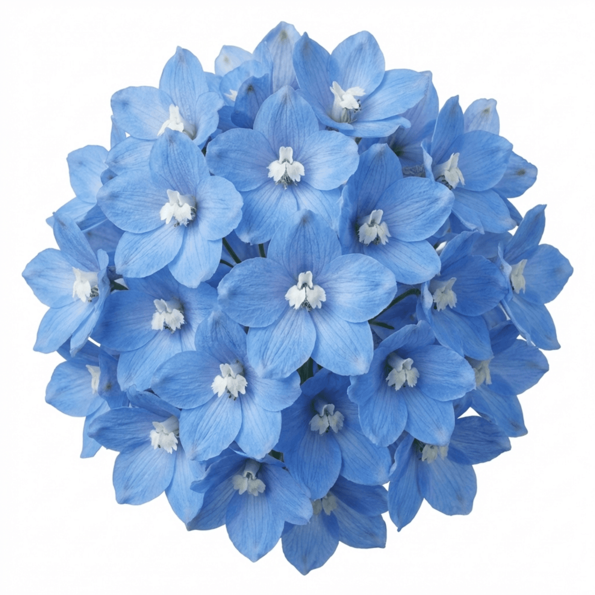 Set of 3 or 6 Delphinium Pacific Giants Blue Bird Hardy Perennial Plants, Tall Cottage Garden Flowers, Outdoor Garden Ready, 1 Litre Root-Ball - Frankton's