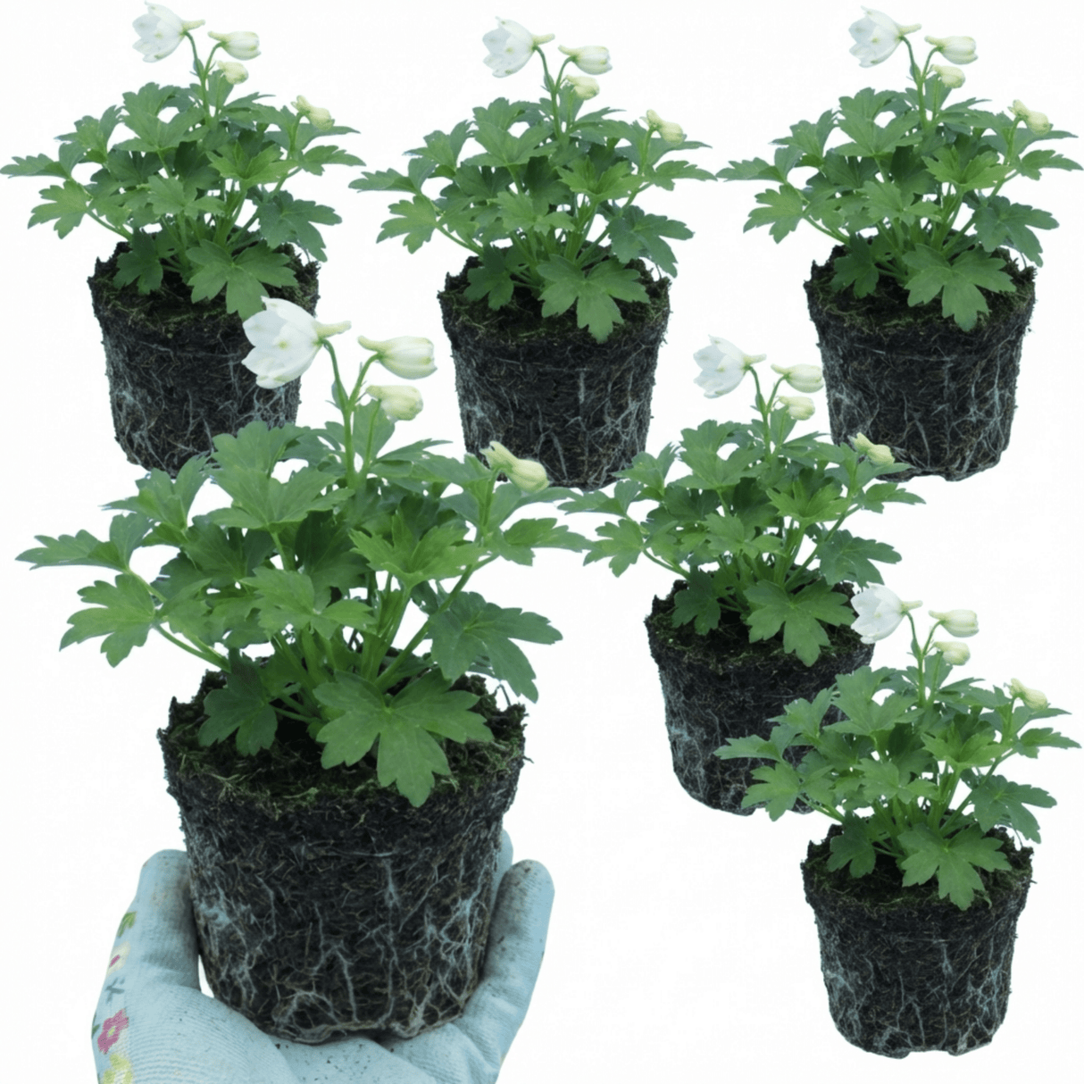 Set of 3 or 6 Delphinium Pacific Giants Galahad Hardy Perennial Plants, Tall Cottage Garden Flowers, Outdoor Garden Ready, 1 Litre Root-Ball - Frankton's