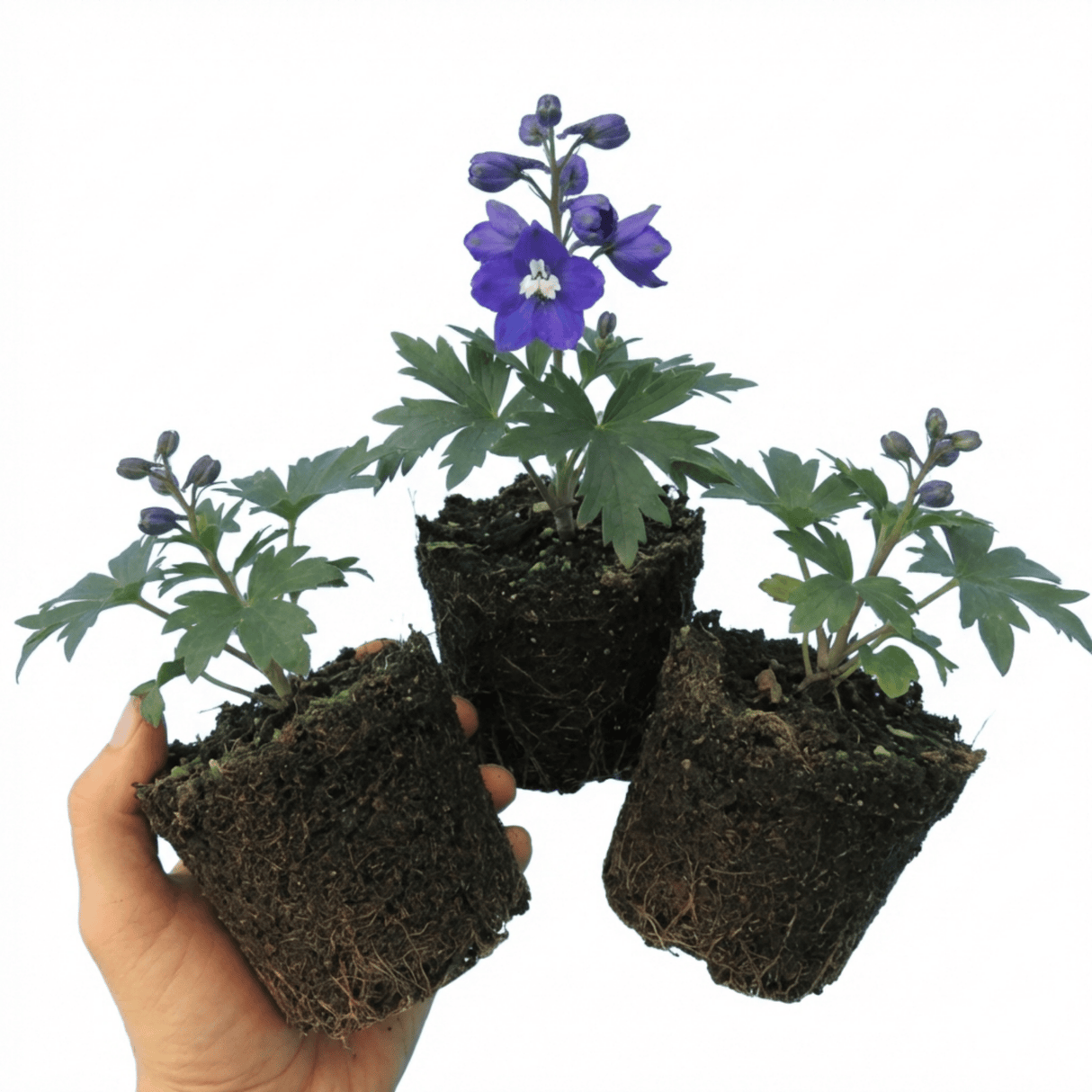 Set of 3 or 6 Delphinium Pacific Giants King Arthur Hardy Perennial Plants, Tall Cottage Garden Flowers, Outdoor Garden Ready, 1 Litre Root-Ball - Frankton's