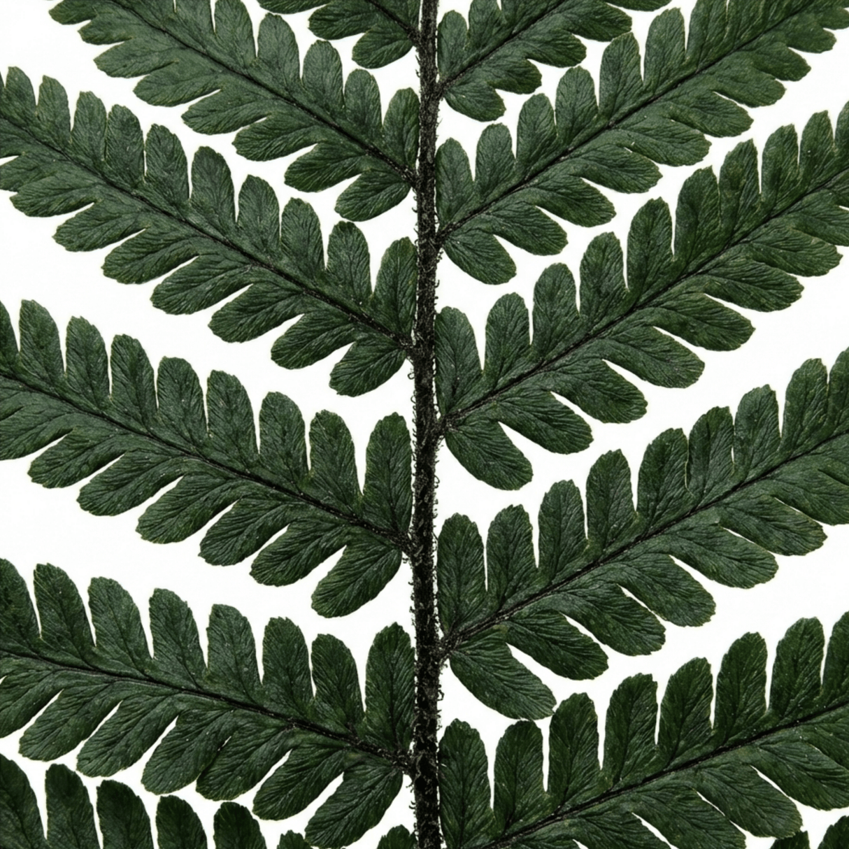 Set of 3 or 6 Dryopteris Atrata Wood Fern Plants, Hardy Evergreen Perennial Ferns for Shade, Outdoor Garden Ready, 1 Litre Root-Ball - Frankton's
