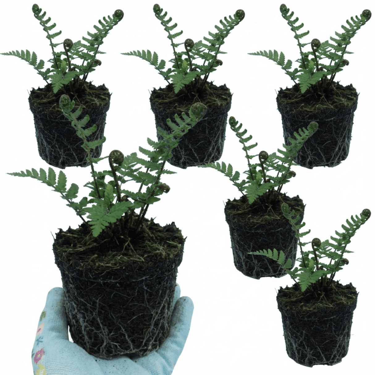 Set of 3 or 6 Dryopteris Atrata Wood Fern Plants, Hardy Evergreen Perennial Ferns for Shade, Outdoor Garden Ready, 1 Litre Root-Ball - Frankton's