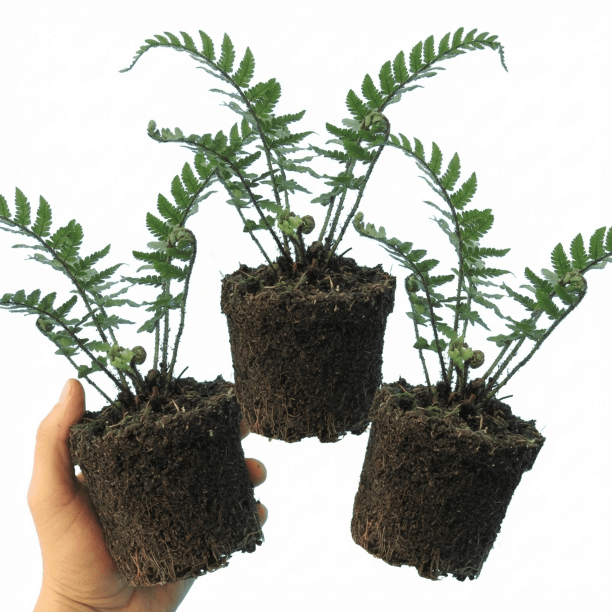Set of 3 or 6 Dryopteris Atrata Wood Fern Plants, Hardy Evergreen Perennial Ferns for Shade, Outdoor Garden Ready, 1 Litre Root-Ball - Frankton's