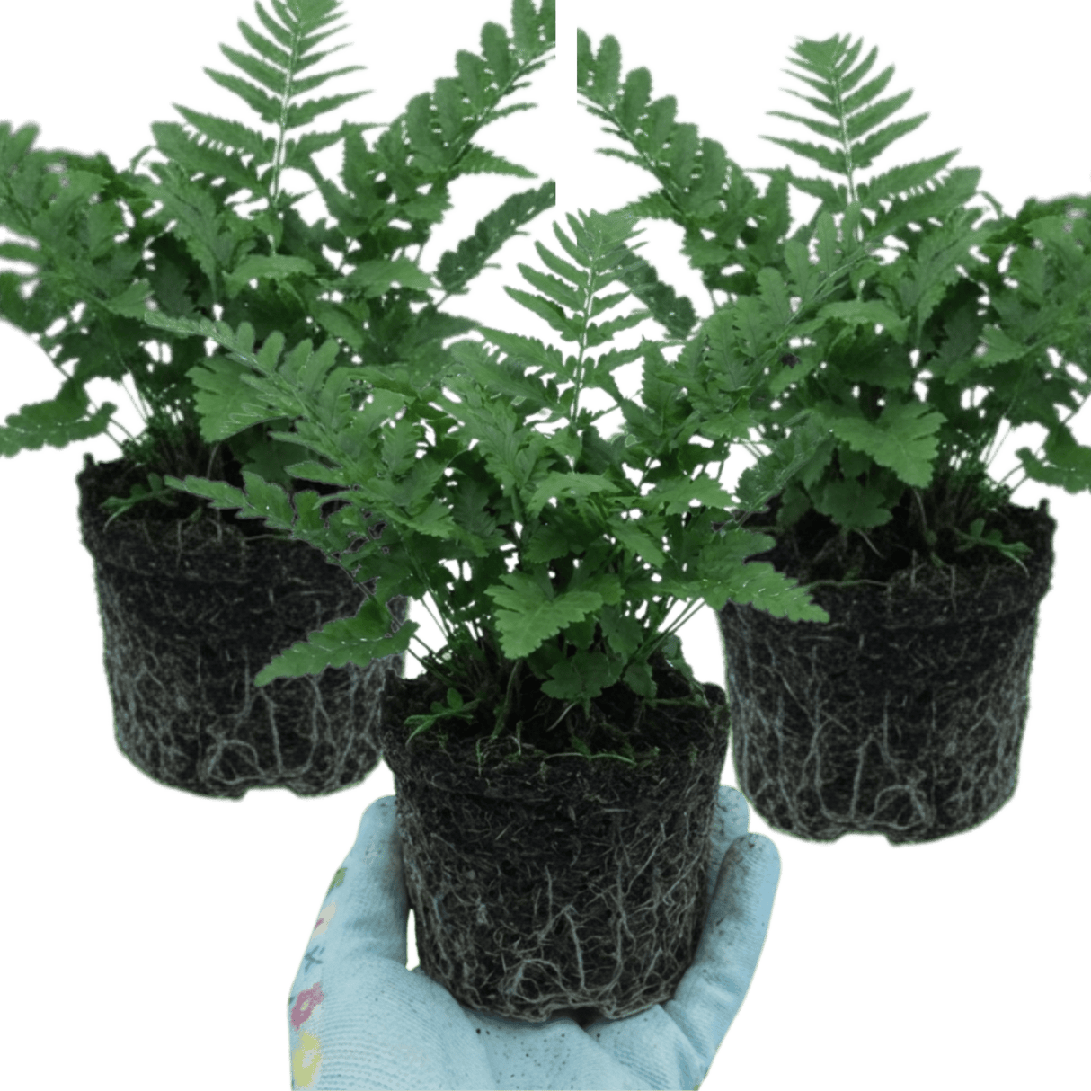 Set of 3 or 6 Dryopteris Linearis Polydactyla Male Fern Plants, Hardy Shade Loving Perennial Ferns, Garden Ready, 1 Litre Root-Ball - Frankton's