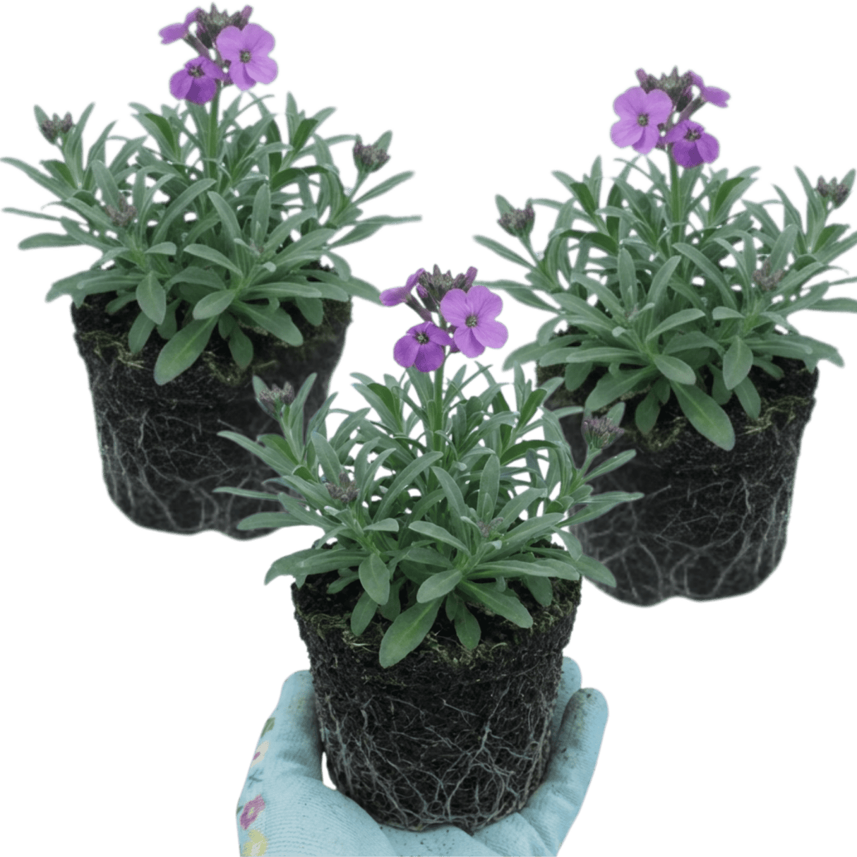 Set of 3 or 6 Erysimum Bowles Mauve Evergreen Hardy Perennial Wallflower Plants, Outdoor Garden Ready, 1 Litre / 11cm Root-Ball - Frankton's