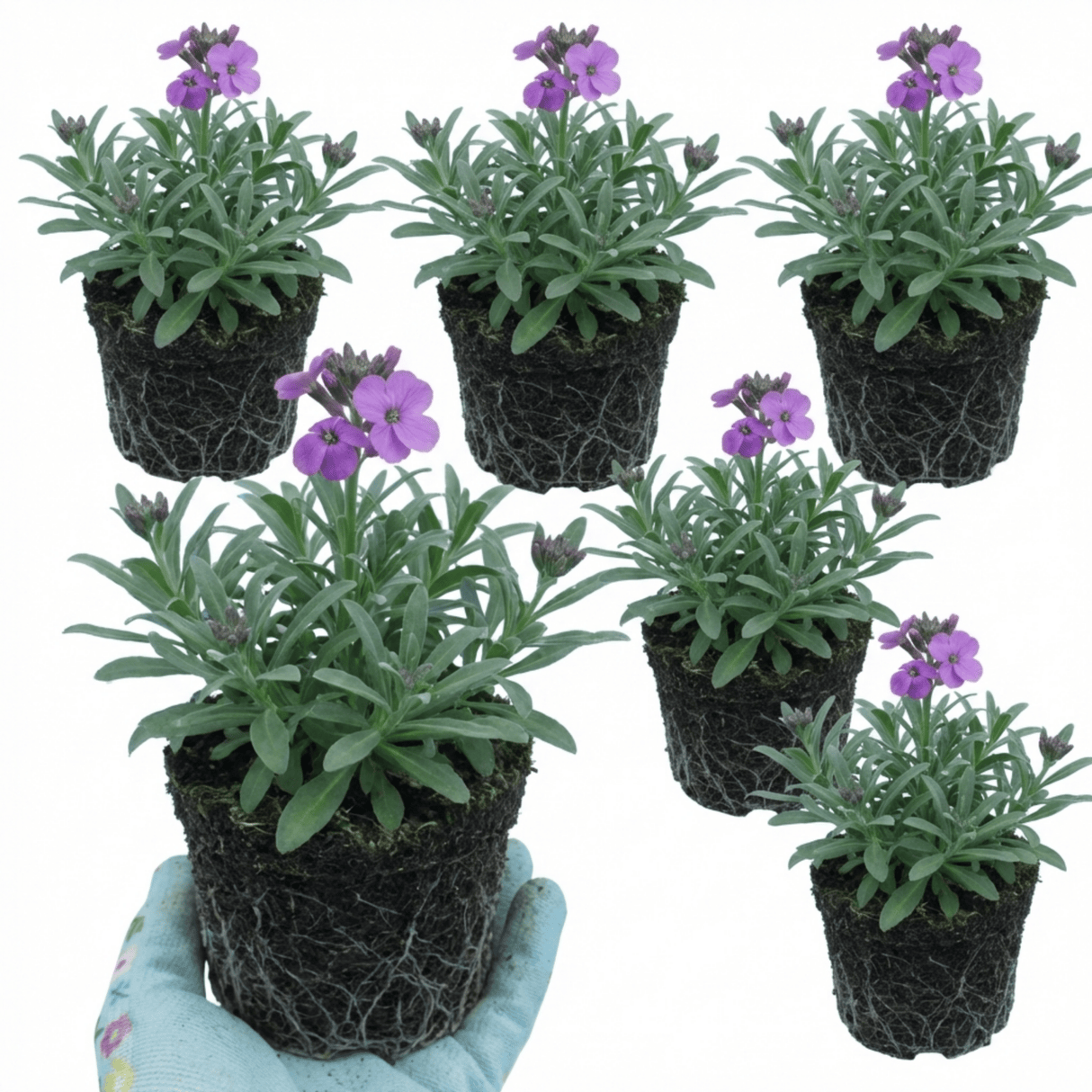Set of 3 or 6 Erysimum Bowles Mauve Evergreen Hardy Perennial Wallflower Plants, Outdoor Garden Ready, 1 Litre / 11cm Root-Ball - Frankton's