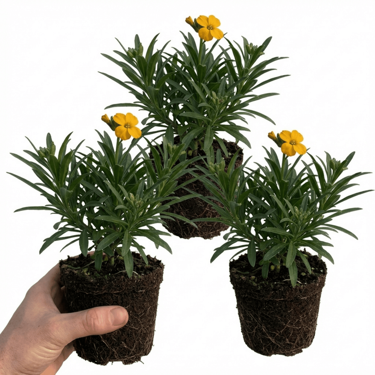Set of 3 or 6 Erysimum Spring Feeling Hardy Perennial Wallflower Plants, Bee Friendly, Fragrant, Outdoor Garden Ready, 1 Litre / 11cm Root-Ball - Frankton's
