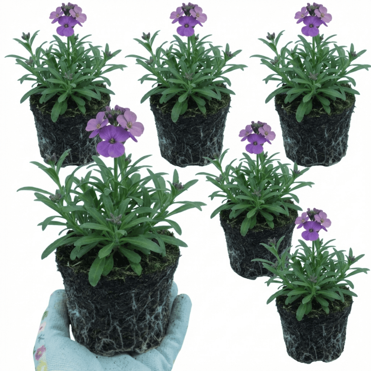 Set of 3 or 6 Erysimum Spring Feeling Hardy Perennial Wallflower Plants, Bee Friendly, Fragrant, Outdoor Garden Ready, 1 Litre / 11cm Root-Ball - Frankton's