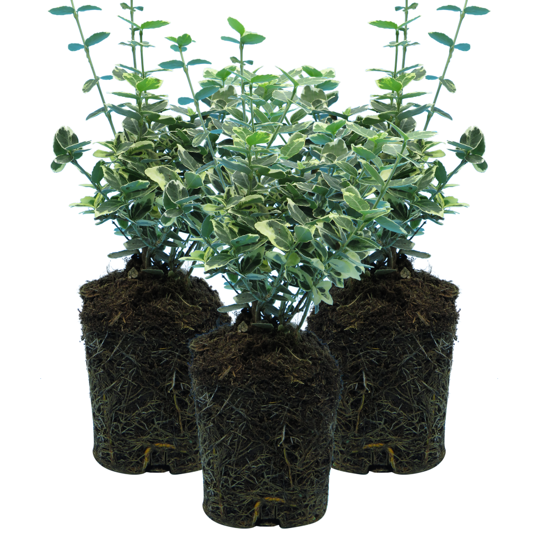 Set of 3 or 6 Euonymus Emerald Gaiety Variegated Hardy Evergreen Shrubs Outdoor Garden Ready Low Maintenance Ground Cover Plants 1 Litre Root Ball - Frankton's