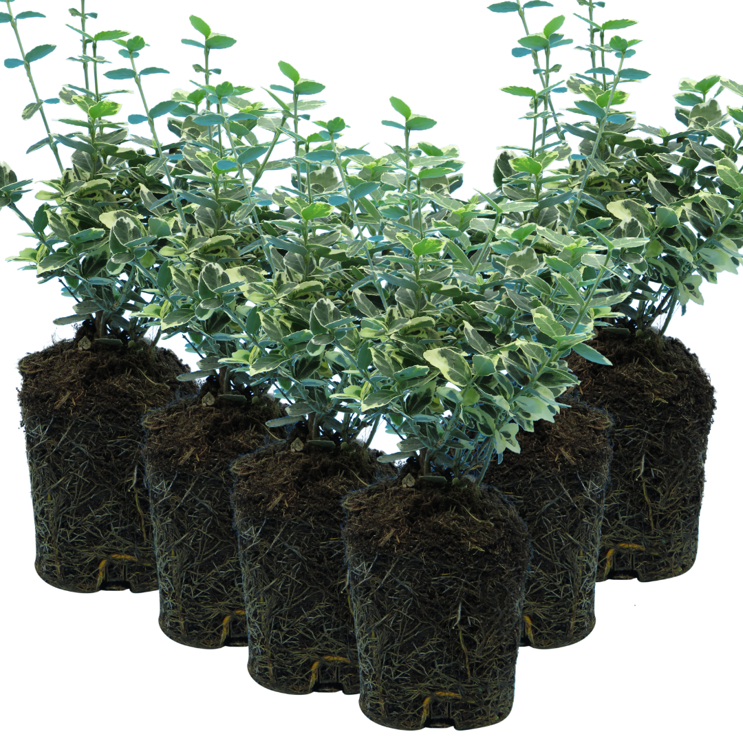 Set of 3 or 6 Euonymus Emerald Gaiety Variegated Hardy Evergreen Shrubs Outdoor Garden Ready Low Maintenance Ground Cover Plants 1 Litre Root Ball - Frankton's