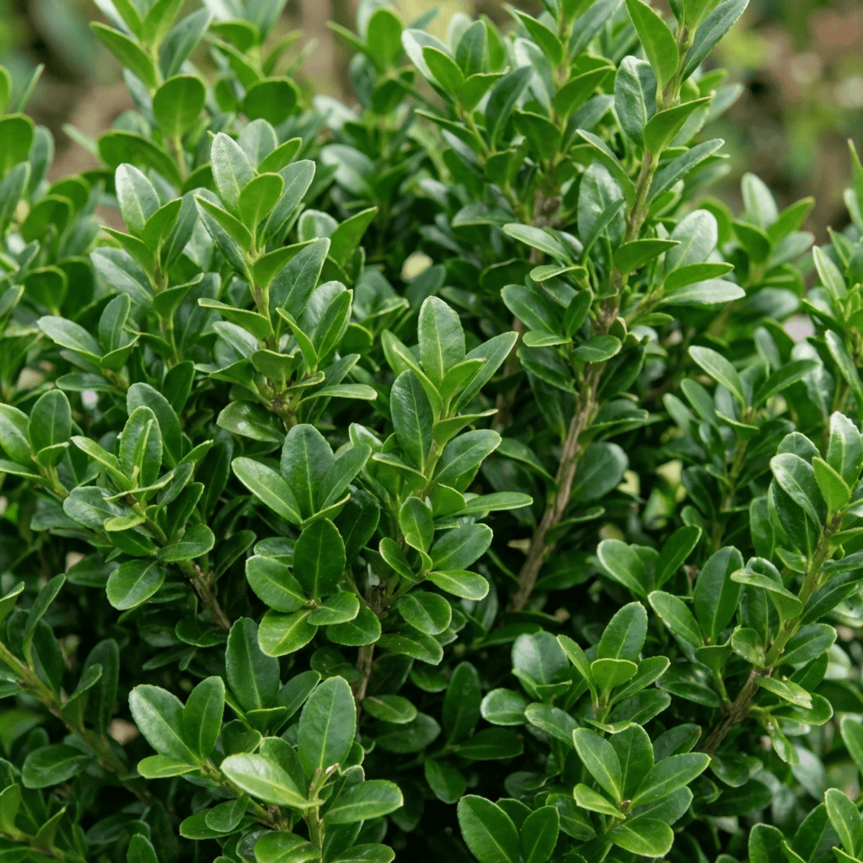 Set of 3 or 6 Euonymus Microphyllus Hardy Evergreen Shrub Plants, Japanese Spindle Hedge, Box Blight Alternative, Outdoor Garden Ready, 1 Litre Root-Ball - Frankton's
