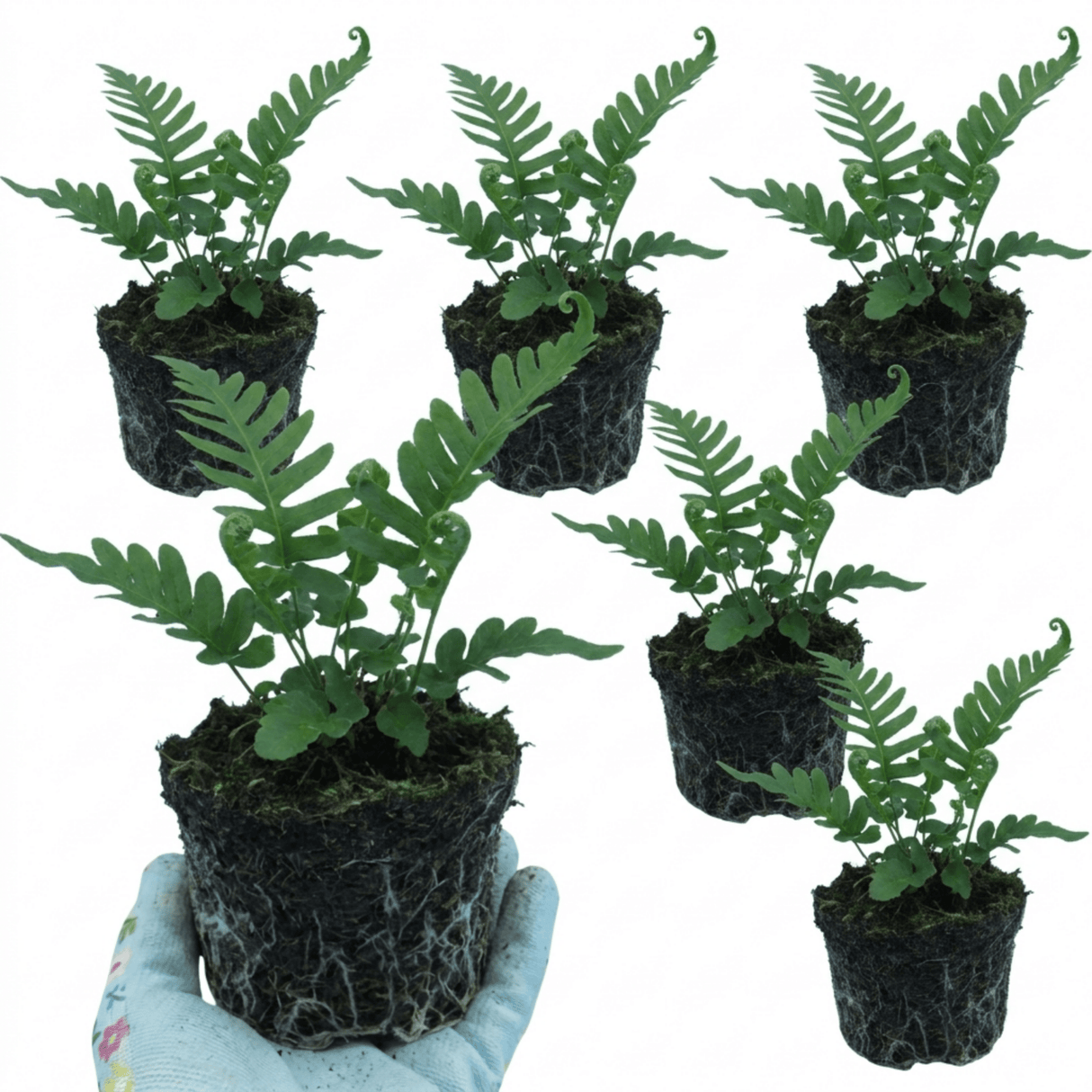 Set of 3 or 6 Evergreen Polypodium Vulgare Hardy Fern Plants for Shade Garden, Live Perennial, 11cm Root Ball - Frankton's