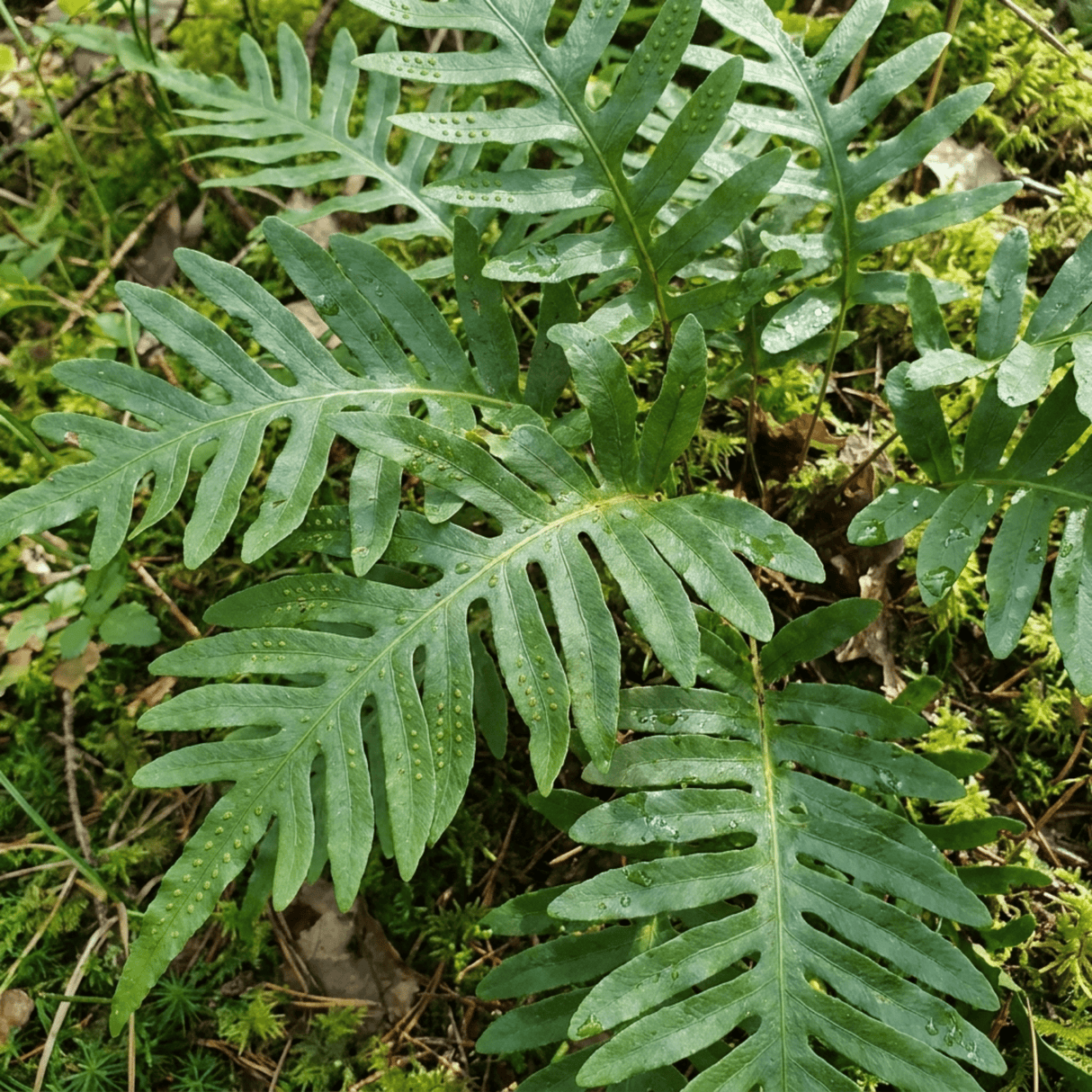 Set of 3 or 6 Evergreen Polypodium Vulgare Hardy Fern Plants for Shade Garden, Live Perennial, 11cm Root Ball - Frankton's
