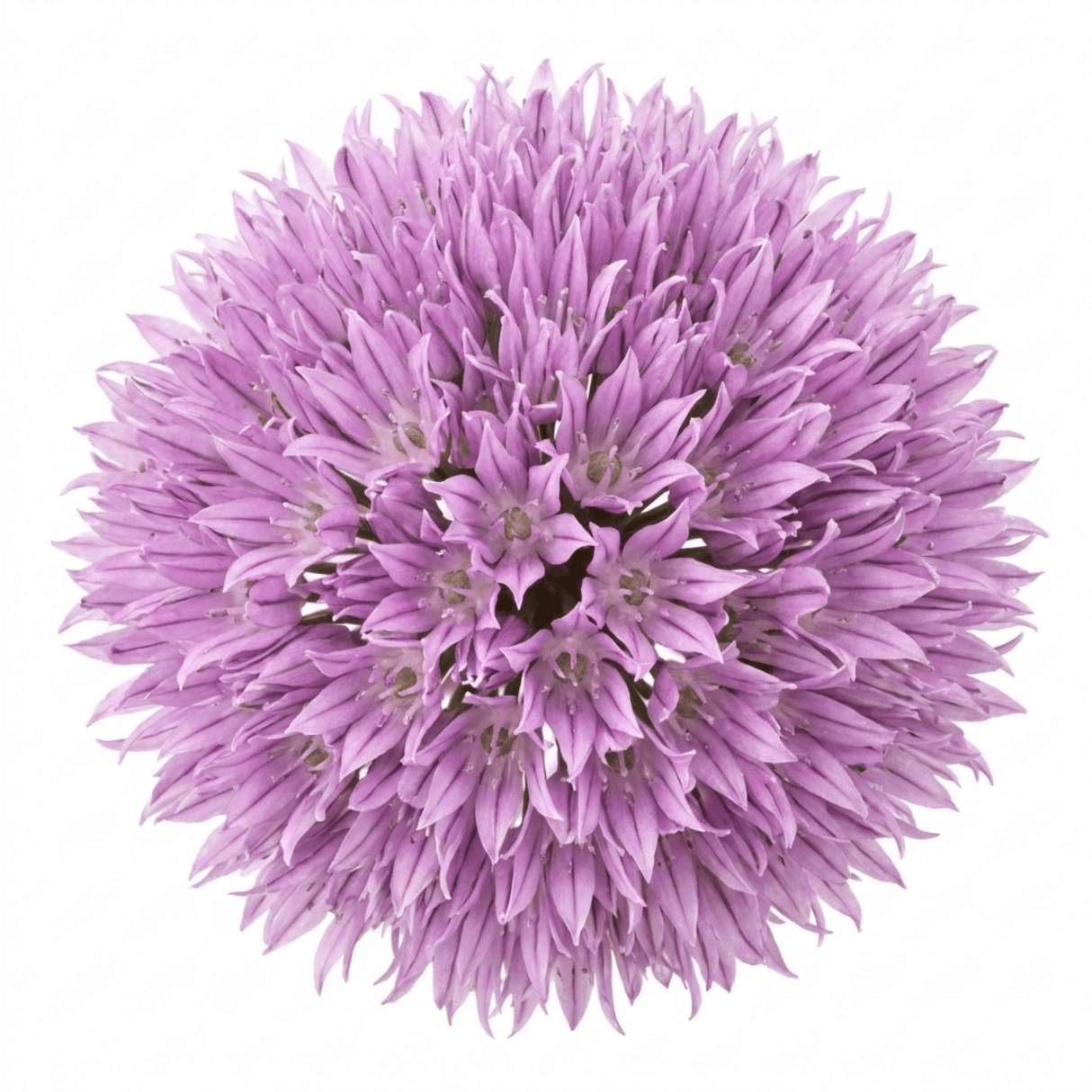 Set of 3 or 6 Fresh Chive Herb Plants, Hardy Perennial Live Herbs for Kitchen Garden, 1 Litre Root Ball - Frankton's