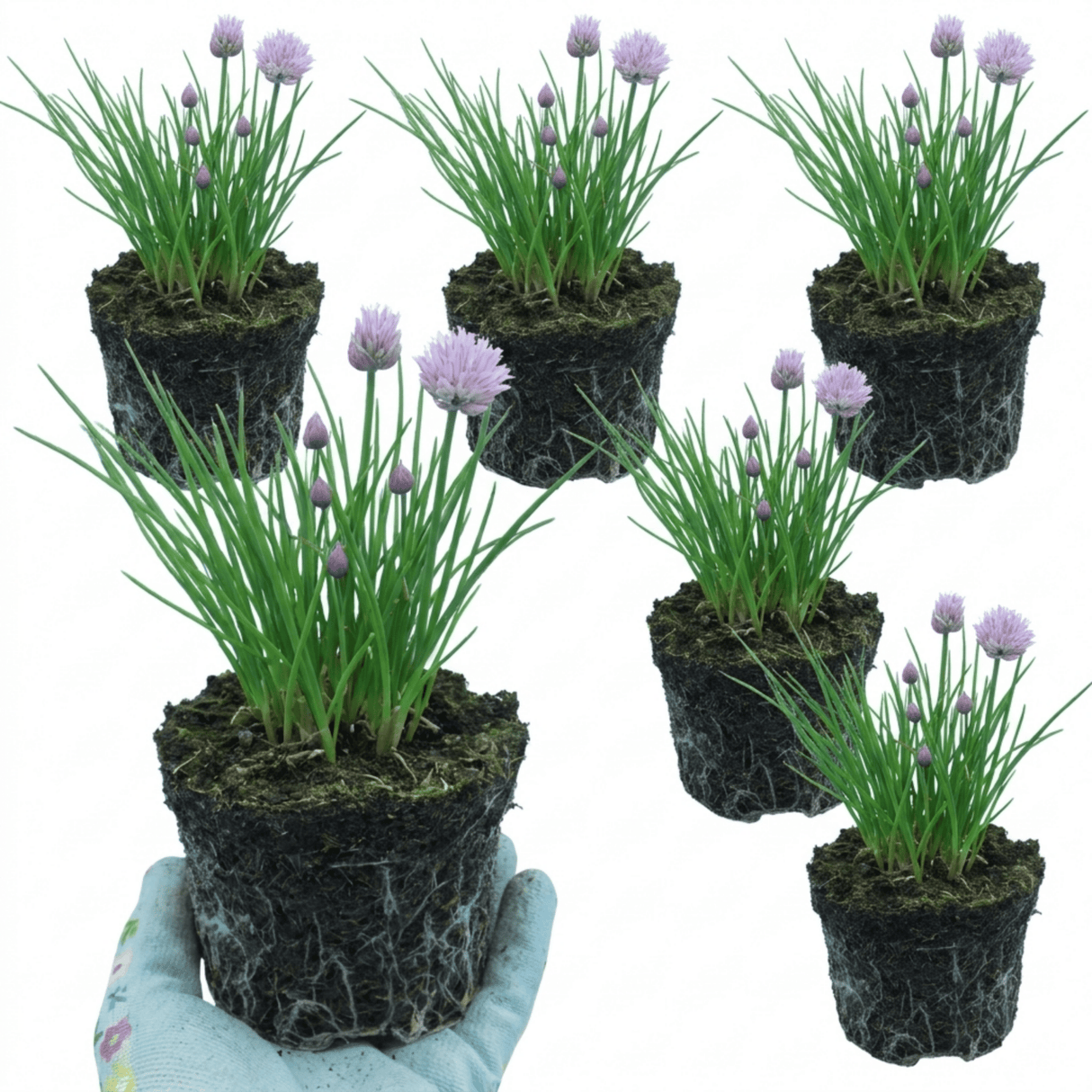 Set of 3 or 6 Fresh Chive Herb Plants, Hardy Perennial Live Herbs for Kitchen Garden, 1 Litre Root Ball - Frankton's