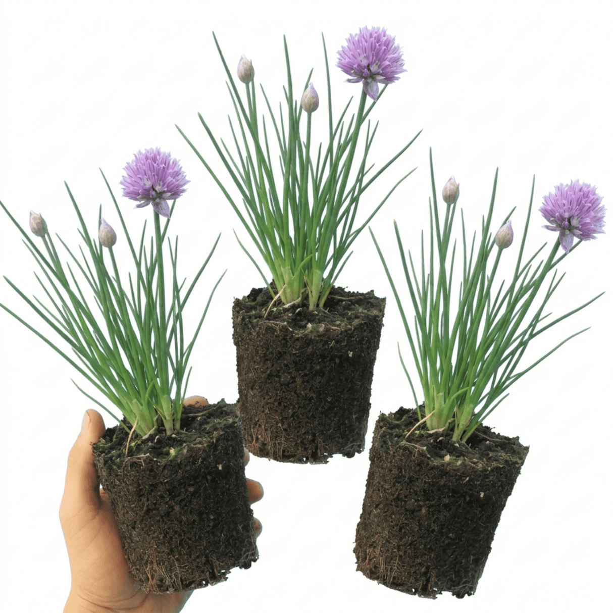Set of 3 or 6 Fresh Chive Herb Plants, Hardy Perennial Live Herbs for Kitchen Garden, 1 Litre Root Ball - Frankton's
