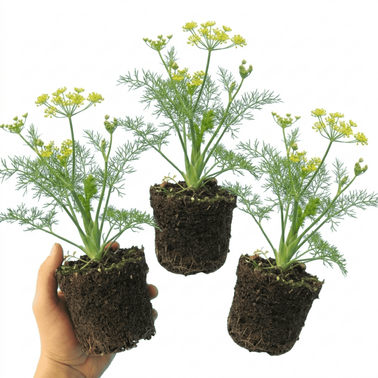 Set of 3 or 6 Fresh Fennel Herb Plants, Hardy Perennial Kitchen Garden Herbs, Outdoor Ready, 1 Litre Root Ball - Frankton's