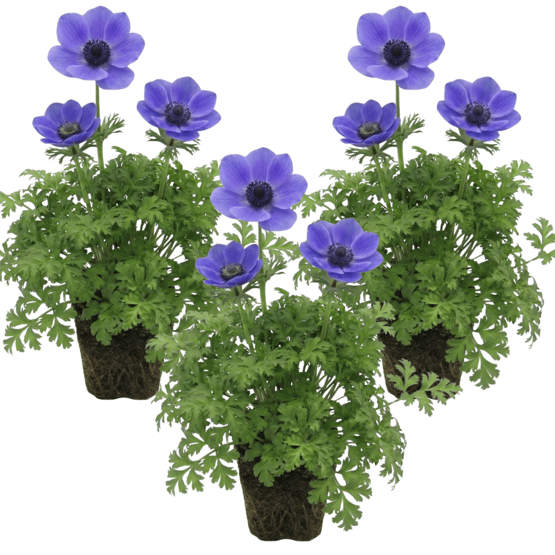 Set of 3 or 6 Garden Ready Plants – Anemone ‘Harmony Blue’, Ready to Plant in Your Garden - Frankton's