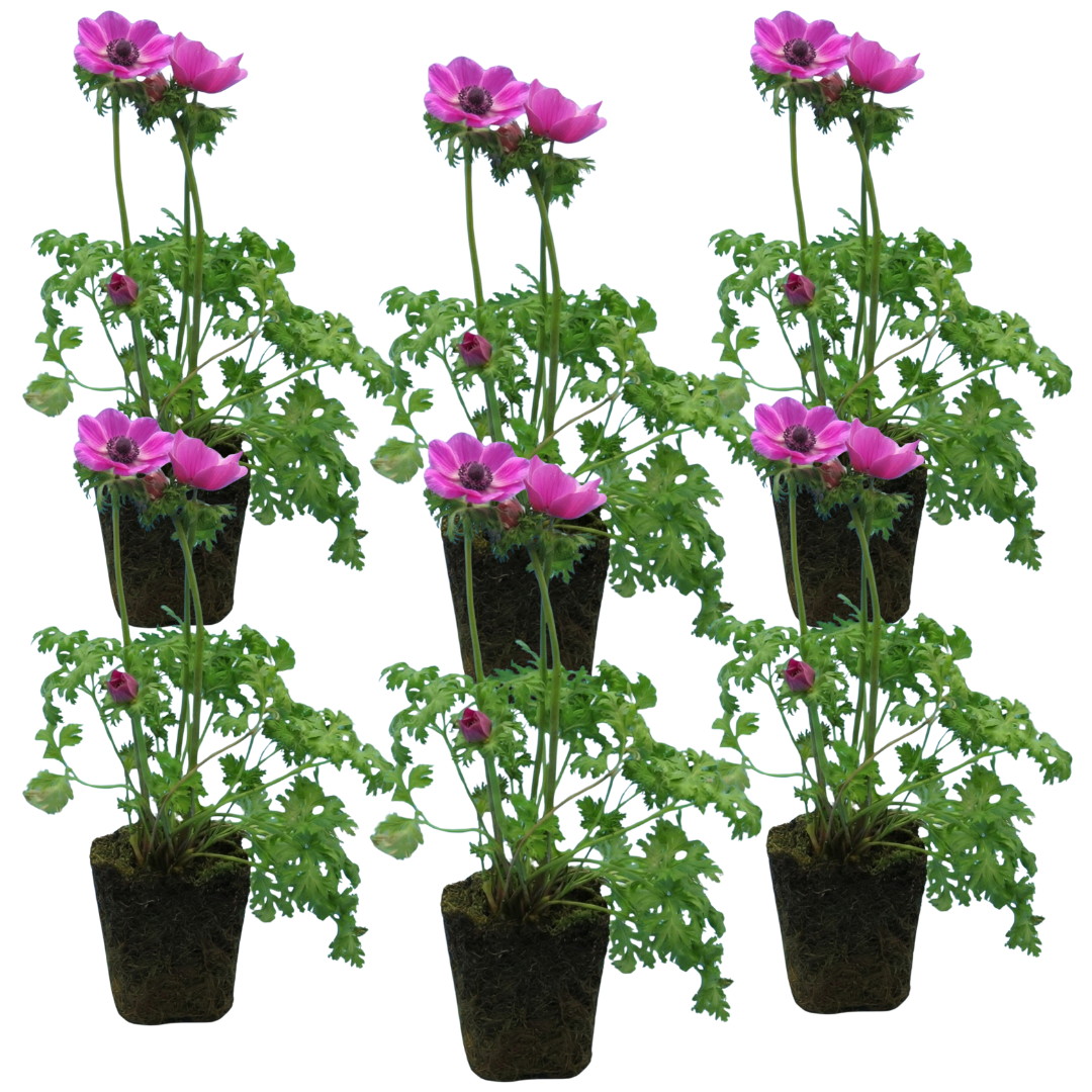 Set of 3 or 6 Garden Ready Plants – Anemone ‘Harmony Orchid’, Ready to Plant in Your Garden - Frankton's