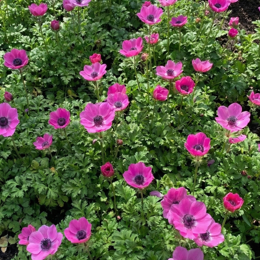 Set of 3 or 6 Garden Ready Plants – Anemone ‘Harmony Orchid’, Ready to Plant in Your Garden - Frankton's