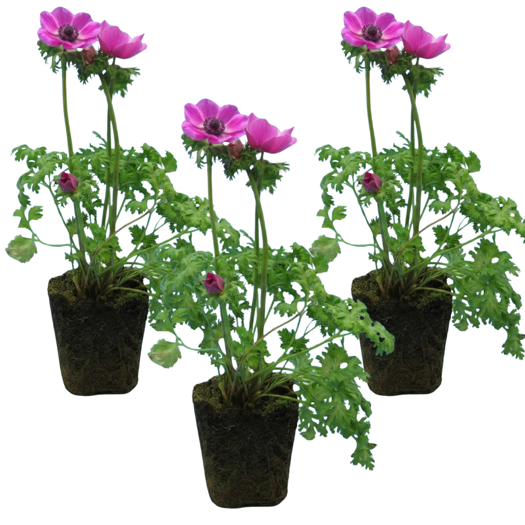 Set of 3 or 6 Garden Ready Plants – Anemone ‘Harmony Orchid’, Ready to Plant in Your Garden - Frankton's