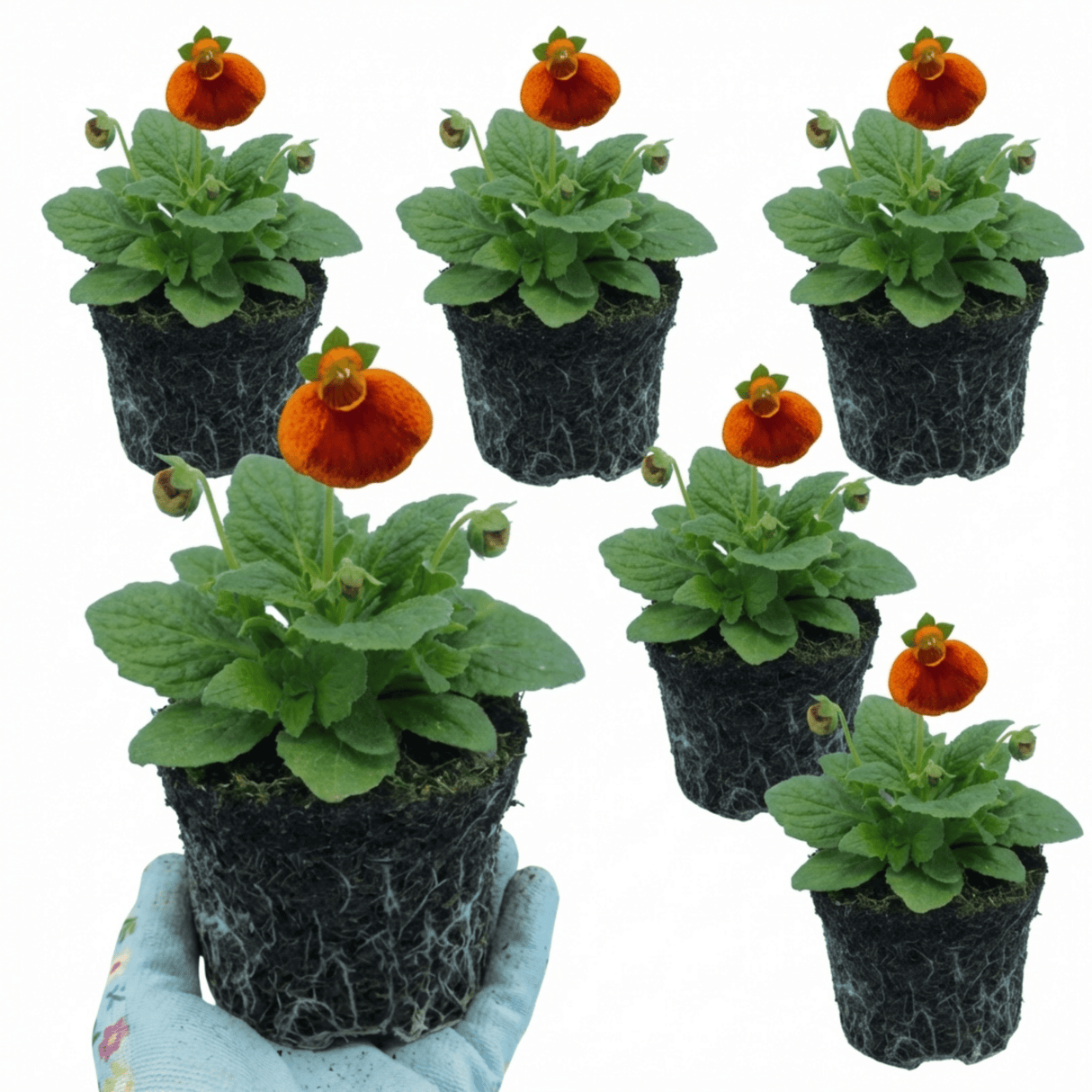 Set of 3 or 6 Garden Ready Plants – Calceolaria Calynopsis ‘Red Orange Bicolour’, Ready to Plant - Frankton's