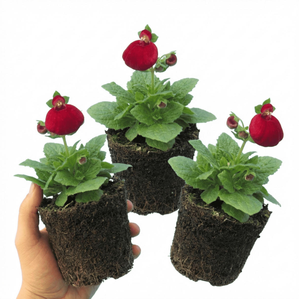 Set of 3 or 6 Garden Ready Plants – Calceolaria Calynopsis ‘Ruby’, Ready to Plant - Frankton's