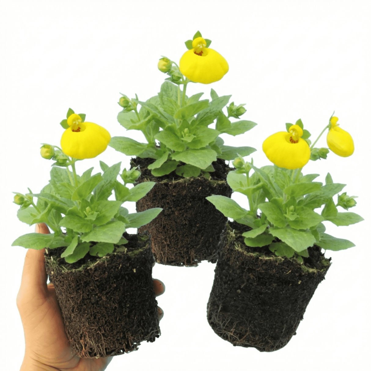 Set of 3 or 6 Garden Ready Plants – Calceolaria Calynopsis ‘Yellow’, Ready to Plant - Frankton's
