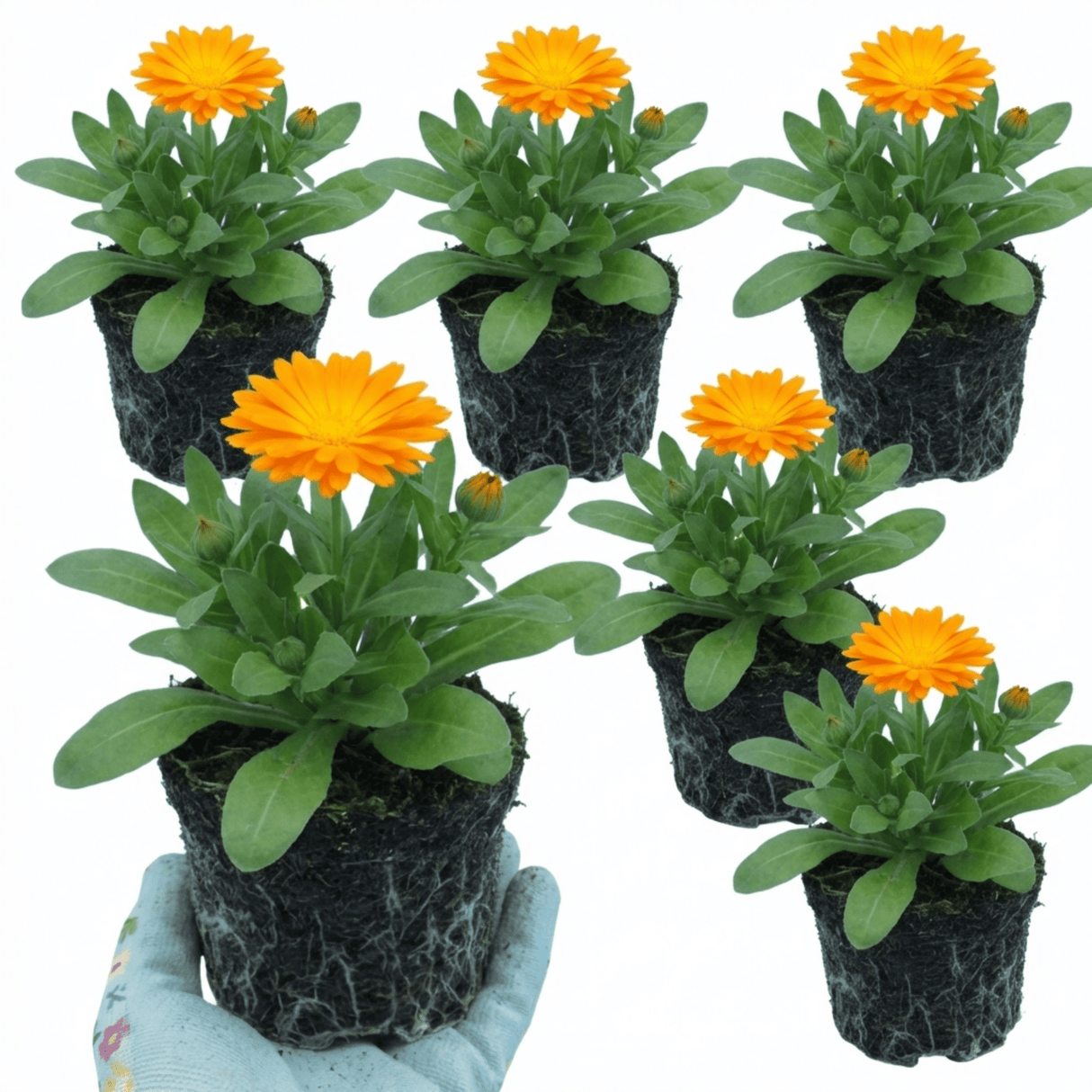 Set of 3 or 6 Garden Ready Plants – Calendula ‘Fiesta Orange’, Ready to Plant - Frankton's