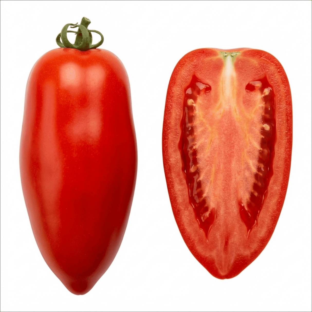Set of 3 or 6 Grafted Cornabel Tomato Plants, Premium Live Plants, Outdoor & Greenhouse Ready, 1L Root Ball - Frankton's