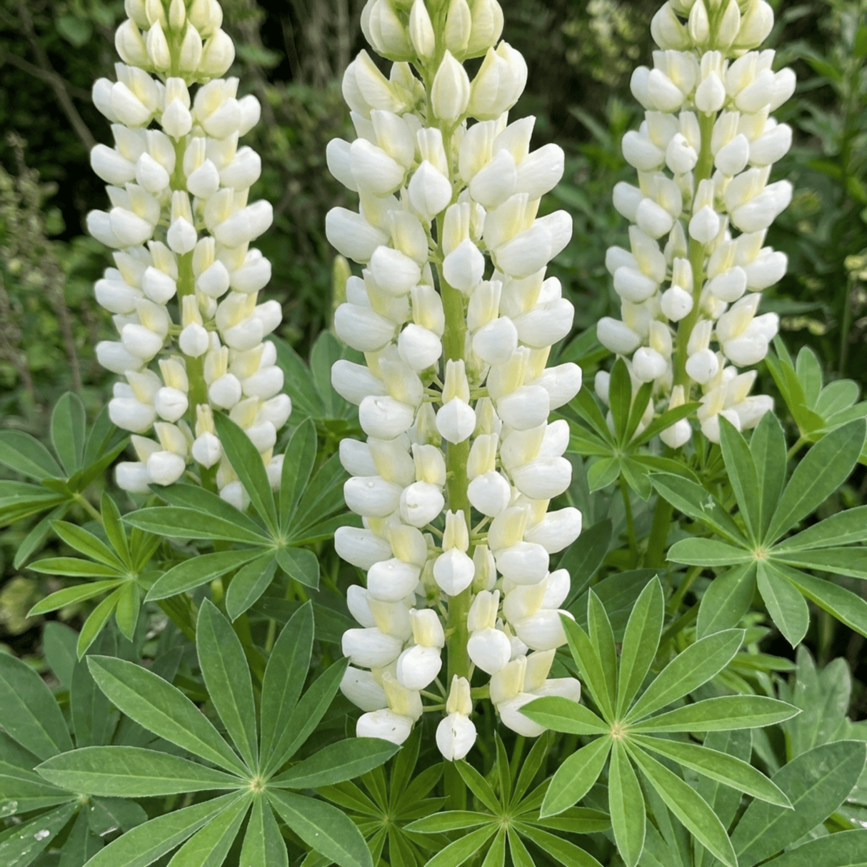 Set of 3 or 6 Hardy Lupin Legendary White Perennial Plants, Bee Friendly Cottage Garden Lupins, 1 Litre Root Ball - Frankton's