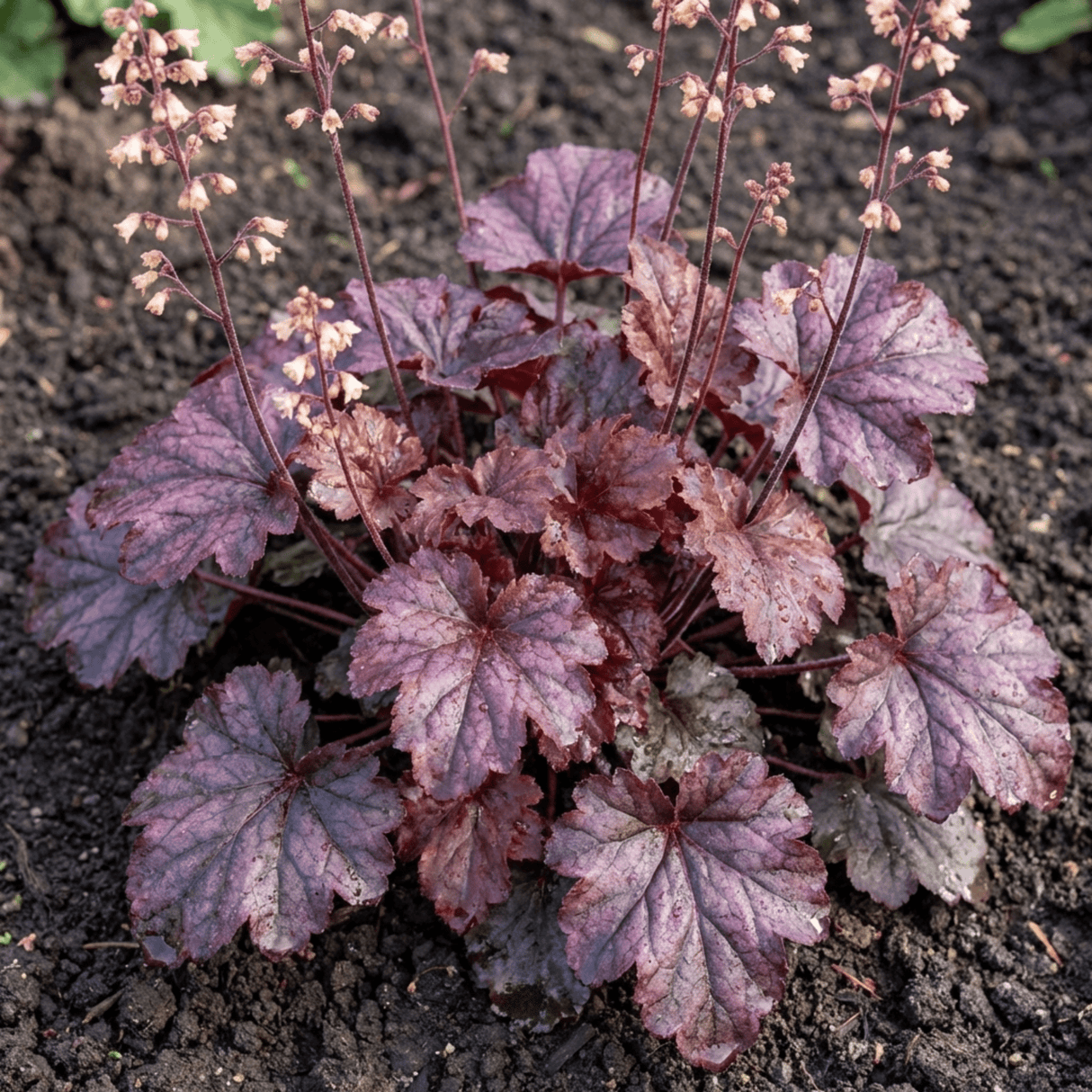 Set of 3 or 6 Heuchera Palace Purple Coral Bells Plants, Hardy Evergreen Perennial, Shade Tolerant Garden Plants, Outdoor Garden Ready, 1 Litre Root-Ball - Frankton's