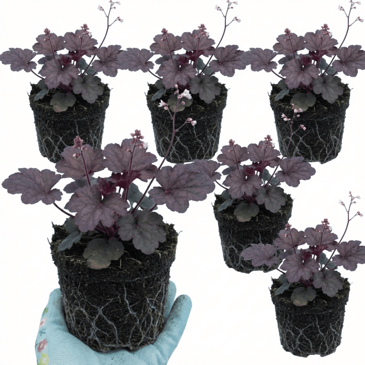 Set of 3 or 6 Heuchera Palace Purple Coral Bells Plants, Hardy Evergreen Perennial, Shade Tolerant Garden Plants, Outdoor Garden Ready, 1 Litre Root-Ball - Frankton's