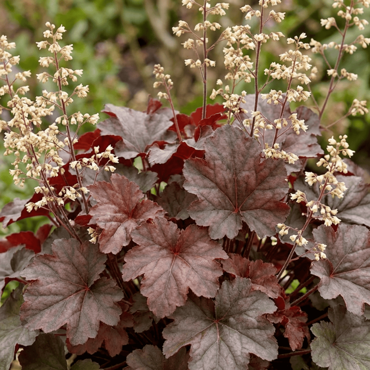Set of 3 or 6 Heuchera Palace Purple Coral Bells Plants, Hardy Evergreen Perennial, Shade Tolerant Garden Plants, Outdoor Garden Ready, 1 Litre Root-Ball - Frankton's