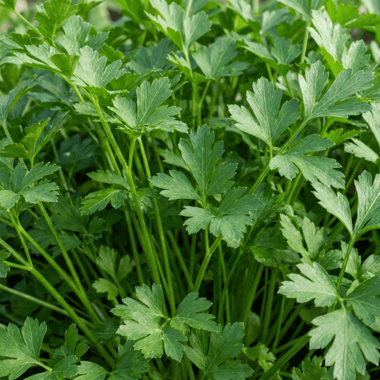 Set of 3 or 6 Italian Flat Leaf Parsley (Petroselinum crispum) Herb Plants, Fresh Kitchen Garden Ready, Outdoor Growing, 1 Litre Root-Ball - Frankton's