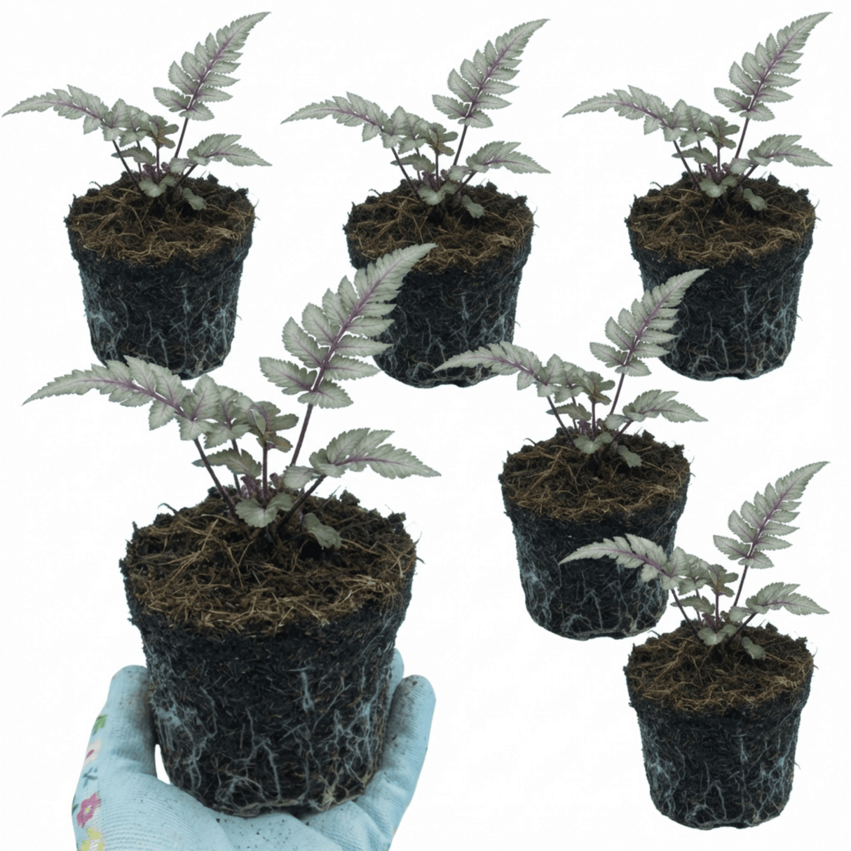 Set of 3 or 6 Japanese Painted Fern Athyrium Pewter Lace Plants, Hardy Shade Perennial, 1 Litre Root Ball - Frankton's